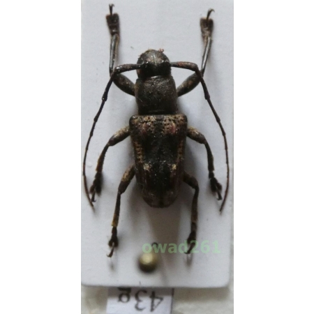 Pterolophia sp. male Philippines43g